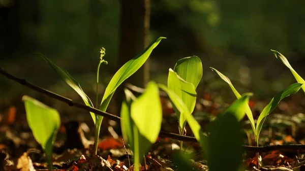 Lírio Vale Folhas Iluminadas Por Trás Primavera Fundo Uma Floresta — Fotografia de Stock