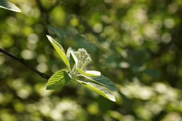 Lente Boomtak Met Jonge Bladeren Bloemknoppen Wazige Achtergrond Bokeh Kopieer — Stockfoto