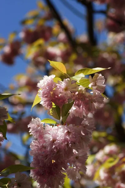 Çiçeklerle dolu kiraz dalı, yakın plan, bokeh, bulanık arkaplan ve kopyalama alanı