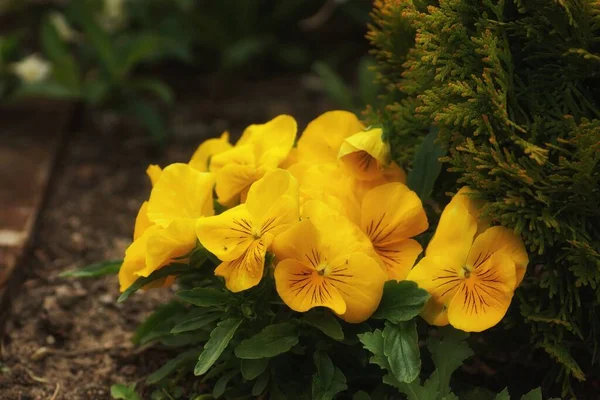 Pérsias Amarelas Sob Arbusto Thuja Primavera Jardim Fundo Difuso Espaço — Fotografia de Stock