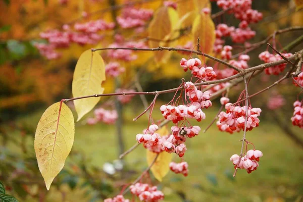 Folhas Outono Flores Vermelho Brancas Arboreto Outubro Outono Fundo Difuso — Fotografia de Stock