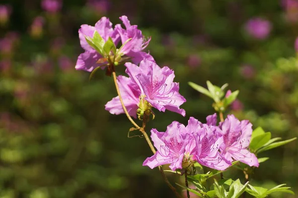 Botanik bahçesinde, rhododendron bulanık bir arkaplanda çiçek açıyor, boşluğu kopyala