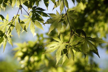 Botanik bahçesinde bahar, genç akçaağaç yapraklarındaki karıncalar, yakın plan, bulanık arka plan ve boş alan