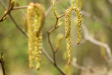 Botanik bahçesinde bahar, dalda taze çiçekler, yakın plan, bulanık arkaplan ve kopyalama alanı