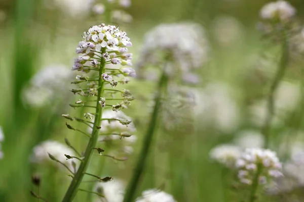 Άνοιξη Στον Κήπο Ένα Αναπτυσσόμενο Λευκό Λουλούδι Ένα Κοντινό Πλάνο — Φωτογραφία Αρχείου