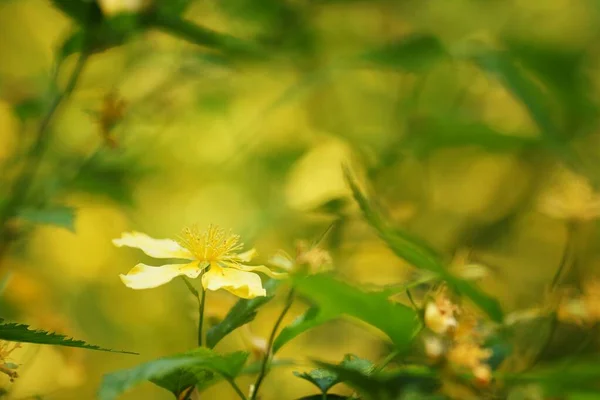 Primavera Arboreto Flor Florescente Amarela Close Fundo Borrado Espaço Cópia — Fotografia de Stock