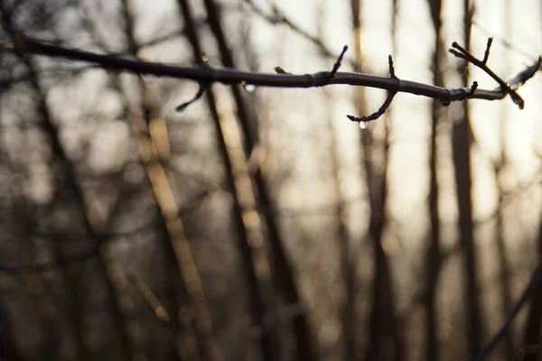 Marcha Floresta Uma Gota Chuva Primavera Galho Árvore Bokeh Fundo — Fotografia de Stock