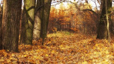 Ormanda Kasım, sonbahar sabah yürüyüşü, düşen yapraklarla manzara, güneşli bir gün.