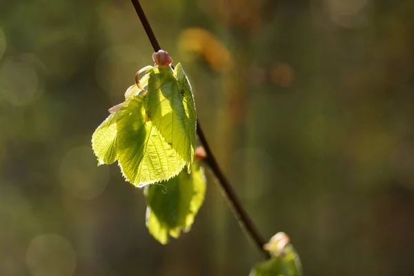 April Morgen Wald Frische Blätter Sonnenlicht Nahaufnahme Und Bokeh Verschwommener — Stockfoto