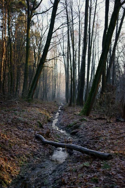 Dezembro Floresta Manhã Inverno Sobre Córrego Congelado Paisagem Quadro Vertical — Fotografia de Stock