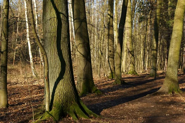 Början April Skogen Vår Morgon Promenad — Stockfoto