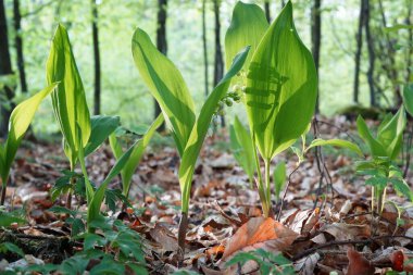 Mayıs sabahı, Bahar Ormanı 'nın dibindeki vadi zambağı, yakın plan, bulanık bir arka plan.