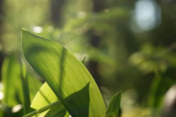 Manhã Maio Floresta Lírio Jovem Primavera Das Folhas Vale Iluminado — Fotografia de Stock