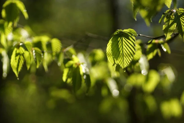 Kwiecień Lesie Świeże Liście Wiosny Podświetlanymi Tyłu Kroplami Wody Zbliżenie — Zdjęcie stockowe