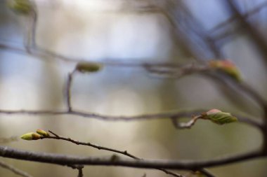 Nisan 'da ormanda, ağaç dallarında taze yaprak tomurcukları, bulanık bir arkaplanda yakın plan, boşluğu kopyala