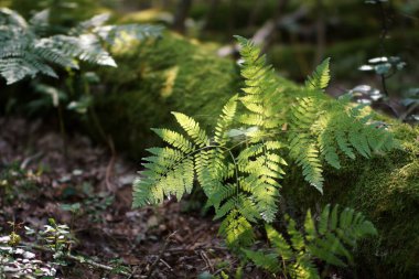 Ağustosta ormanda, eğreltiotu yaprakları ve yosunlarla kaplı bir ağaç gövdesi, yaz ormanının dibinde.