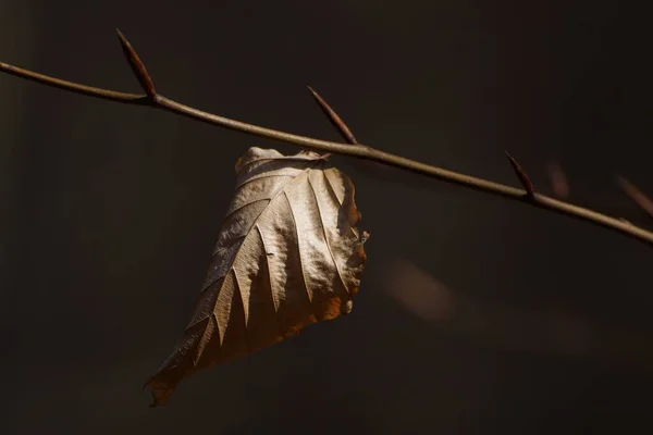 Ormanda yürü, bir dalda sonbahar yaprağı, yaklaş