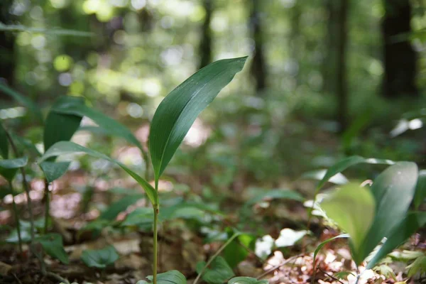 Juni Skogen Liljekonvalj Botten Skogen Närbild Luddig Bakgrund Kopia Utrymme Royaltyfria Stockbilder