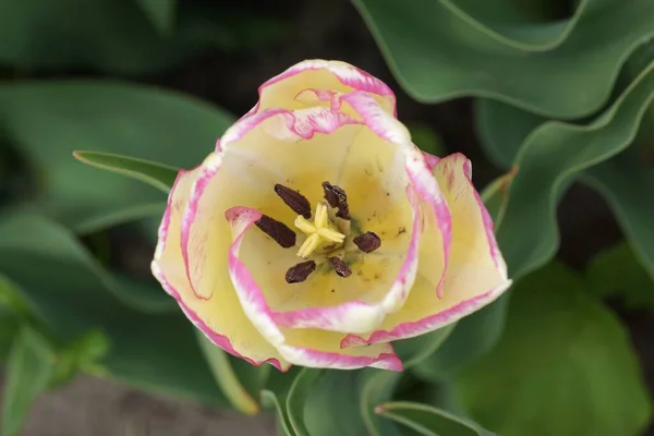 Mayıs 'ta botanik bahçesinde, mor altın lale çiçeğinin içi tam çiçek, yakın plan, bulanık yeşil arka plan, kopyalama alanı