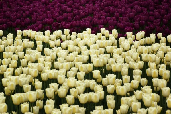 Mai Dans Jardin Botanique Fleurs Tulipes Jaune Clair Violet Pleine — Photo