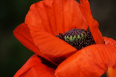 June bahçede, utangaç gelincik tam çiçek, yakın plan, bulanık arkaplan, bokeh ve kopyalama alanı