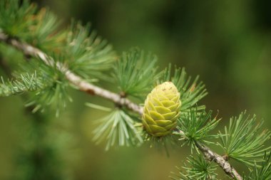 Haziran 'da bahçede, iğneler arasında karaçam dalında koni, yakın plan, bulanık arkaplan, bokeh ve kopyalama alanı