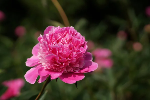 Junio Jardín Peonía Rosa Plena Floración Primer Plano Fondo Borroso — Foto de Stock
