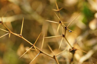 Bahçede temmuz, yapraksız bir dalda dikenler, bokeh, bulanık arkaplan ve boşluğu kopyala