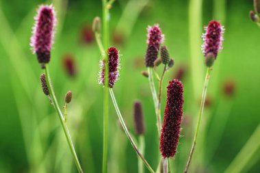 Temmuz 'da bahçede, mor-kırmızı çiçekler tam çiçek, yakın plan, bokeh, bulanık arkaplan ve boşluğu kopyala