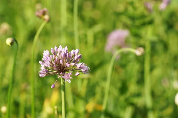 Červenec Zahradě Růžové Květy Dlouhém Stonku Zblízka Bokeh Fuzzy Pozadí — Stock fotografie