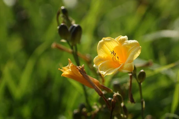 Julho Jardim Flores Amarelas Daylily Flor Cheia Bokeh — Fotografia de Stock