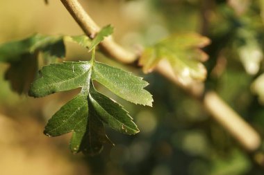 Eylül bahçesi, güneş ışığıyla aydınlanan yeşil dikenli yapraklar, yakın plan, bulanık arkaplan ve kopyalama alanı