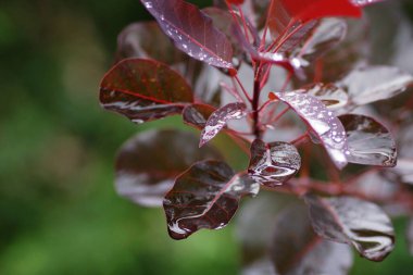 Ağustos bahçesi, mor yaprakların üzerine yağmur damlaları, yakın plan, bulanık arkaplan ve kopyalama alanı
