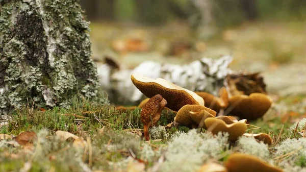 Octobre Dans Forêt Champignons Automne Poussant Parmi Mousse Près Tronc — Photo
