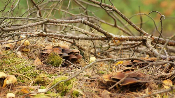 Oktober Skogen Höst Svamp Gömda Nålar Och Grenar Tall Närbild — Stockfoto