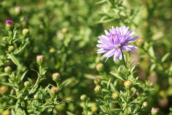 September Tuin Paarse Bloem Volle Bloei Bokeh Groene Wazig Achtergrond — Stockfoto