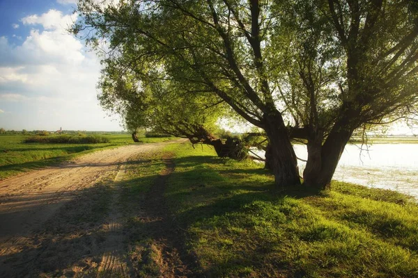 April Kväll Översvämmad Äng Ett Landskap Med Sandig Väg Och Stockfoto