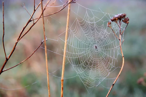 April Landscape Park Spring Dawn Dew Drops Cobweb Spider Fuzzy — Stock Photo, Image