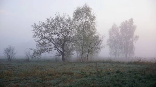 Nisan 'da peyzaj parkında, bahar şafağında, sislerin ve çiy tanelerinin arasındaki ağaçlar, manzara