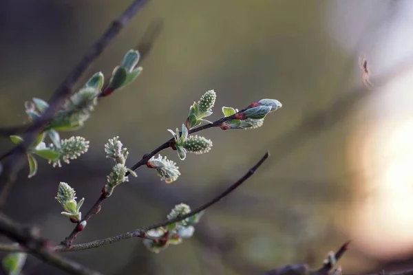 Abril Parque Paisagístico Galhos Salgueiro Com Folhas Flores Jovens Aranha — Fotografia de Stock