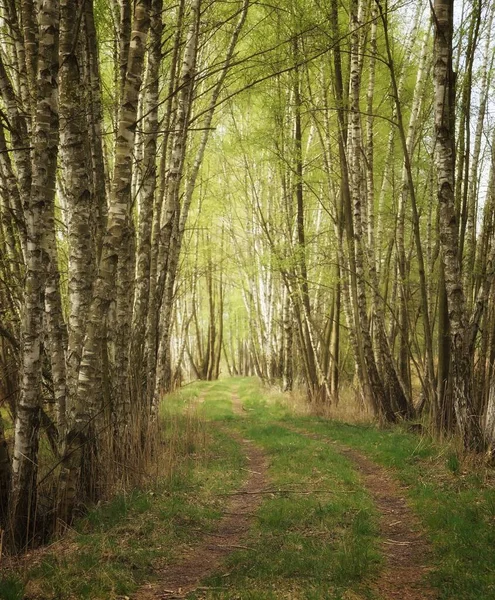 April Skogen Längs Vägen Bland Björkar Vårlandskap — Stockfoto