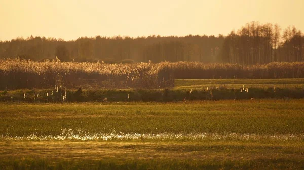 Nisan 'da Biebrza Vadisi' nde, ilkbahar akşamı nehir kıyısında, çayırı sel basmış, otların üzerinde örümcek ağı iplikleri ve sazlıklar.