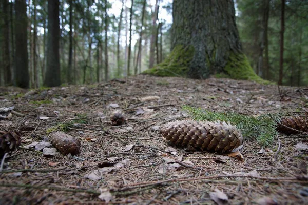 April Biebrza Valley Landskap Botten Skogen Närbild Gran Kon Vid — Stockfoto