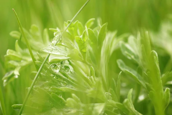Nisan 'da Biebrza Vadisi' nde, bitkinin taze bir yaprağına su damlaları çimenlikteki çimenler ve taze yapraklar, bulanık arka plan ve kopyalama alanı, sığ alan derinliği.