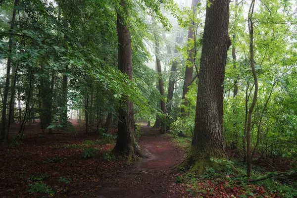 June dawn, misty morning in the forest, path among the trees, landscape with oaks