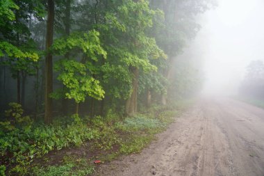 Haziran şafağı, sisli bir sabah, yol manzarası sislerin içinde kaybolan ağaçlar, orman duvarları.
