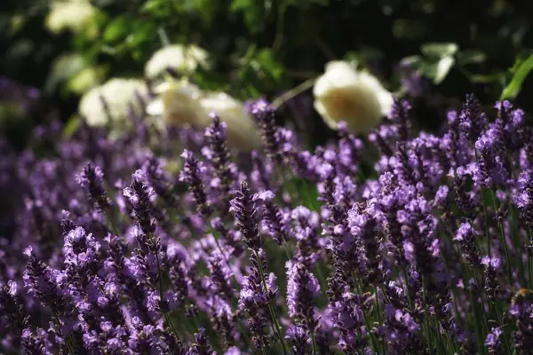 Temmuz bahçesi, gül ve ortanca çiçeklerinin arka planında lavanta çiçekleri, zoom