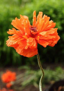 Bir yaz günü yeşil yaprakların arka planında narin kırmızı taç yaprakları olan haşhaş çiçeği.              
