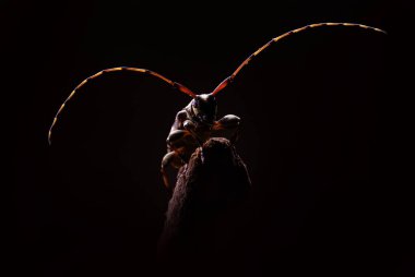Uzun boynuzlu küçük bir böceğin (Leiopus nebulosus) yakın plan görüntüsü.