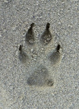Kumda köpek ayak izi.